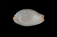 藏品(雞皮寶螺)的圖片